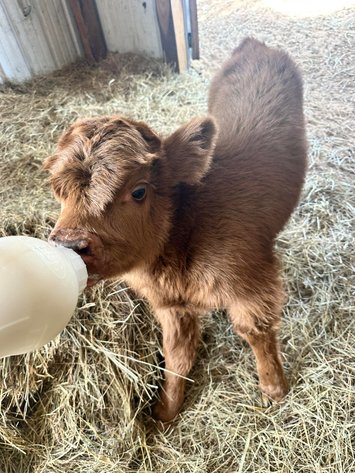 Image for Jones Livestock Auction THURSDAY APRIL 2ND -  Jones, Oklahoma