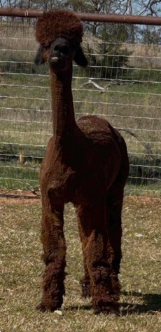 Image for Jones Livestock Auction THURSDAY APRIL 2ND -  Jones, Oklahoma