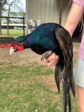 Image for Jones Livestock Auction THURSDAY APRIL 2ND -  Jones, Oklahoma