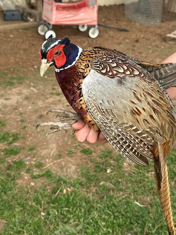 Image for Jones Livestock Auction THURSDAY APRIL 2ND -  Jones, Oklahoma