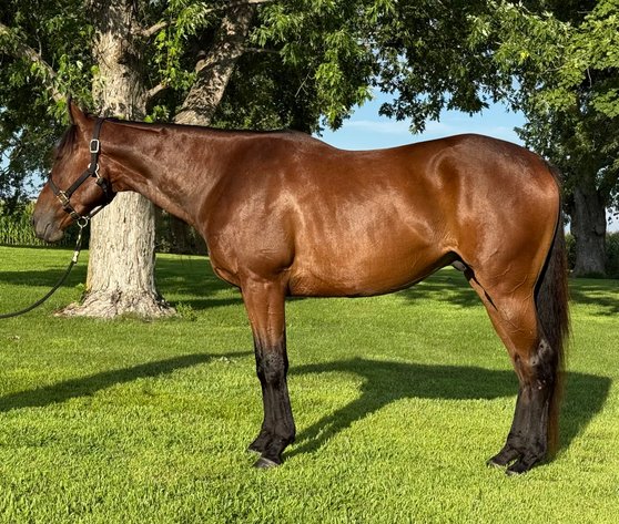 Image for Corsica Horse Sale Two Day April Horse Sale - DAY ONE - SATURDAY, APRIL 11TH - Corsica, South Dakota