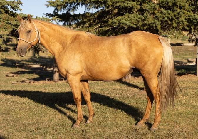 Image for Corsica Horse Sale Two Day April Horse Sale - DAY ONE - SATURDAY, APRIL 11TH - Corsica, South Dakota