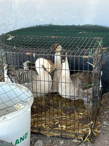 Image for Jones Livestock Auction THURSDAY APRIL 2ND -  Jones, Oklahoma