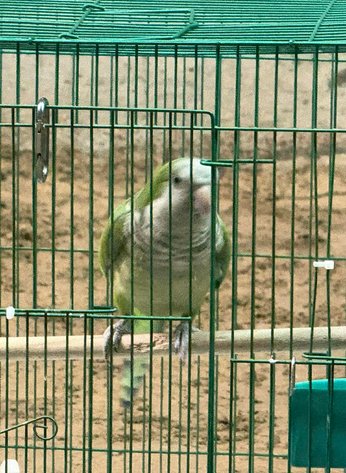 Image for Jones Livestock Auction THURSDAY APRIL 2ND -  Jones, Oklahoma