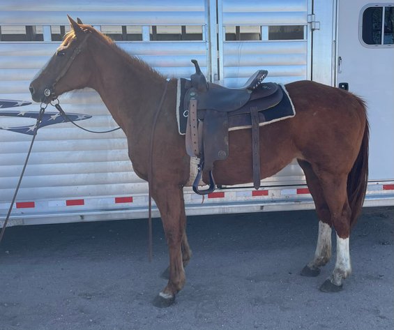 Image for Reno County Stockyards Horse Sale WEDNESDAY, APRIL 8TH - South Hutchinson, KS