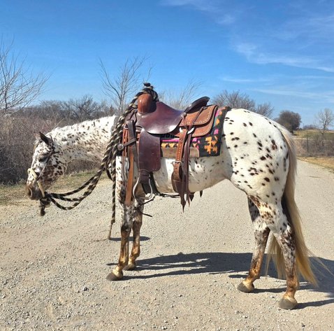 Image for Creston Horse Sale  - SATURDAY, APRIL 11TH - Creston, Iowa