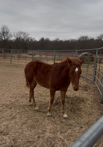 Image for Jones Livestock Auction HORSE & TACK SALE!   SATURDAY, APRIL 11TH