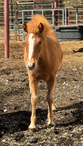 Image for Jones Livestock Auction HORSE & TACK SALE!   SATURDAY, APRIL 11TH