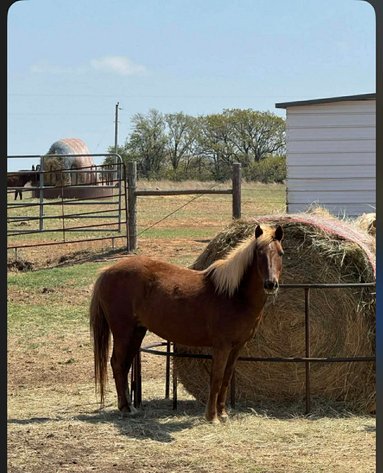 Image for Jones Livestock Auction HORSE & TACK SALE!   SATURDAY, APRIL 11TH
