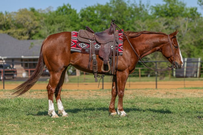 Image for Corsica Horse Sale Two Day April Horse Sale - DAY ONE - SATURDAY, APRIL 11TH - Corsica, South Dakota