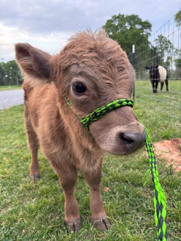 Image for Mize Horse Sale - SATURDAY, APRIL 18TH - Mize, Mississippi