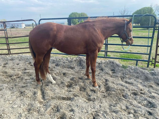 Image for Courtland Tack And Horse Auction Saturday ,April 18 ,2026