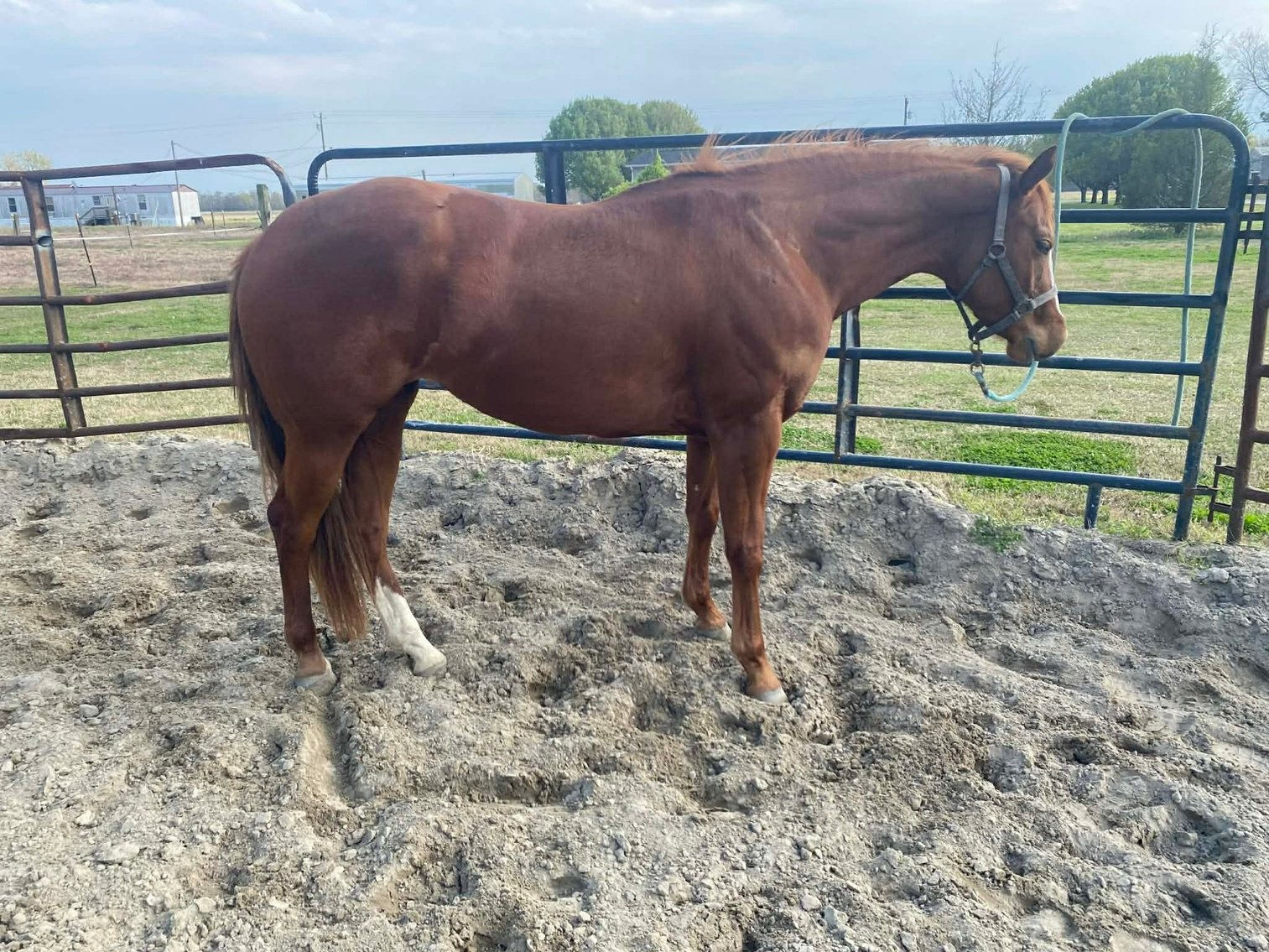 Image for Courtland Tack And Horse Auction Saturday ,April 18 ,2026