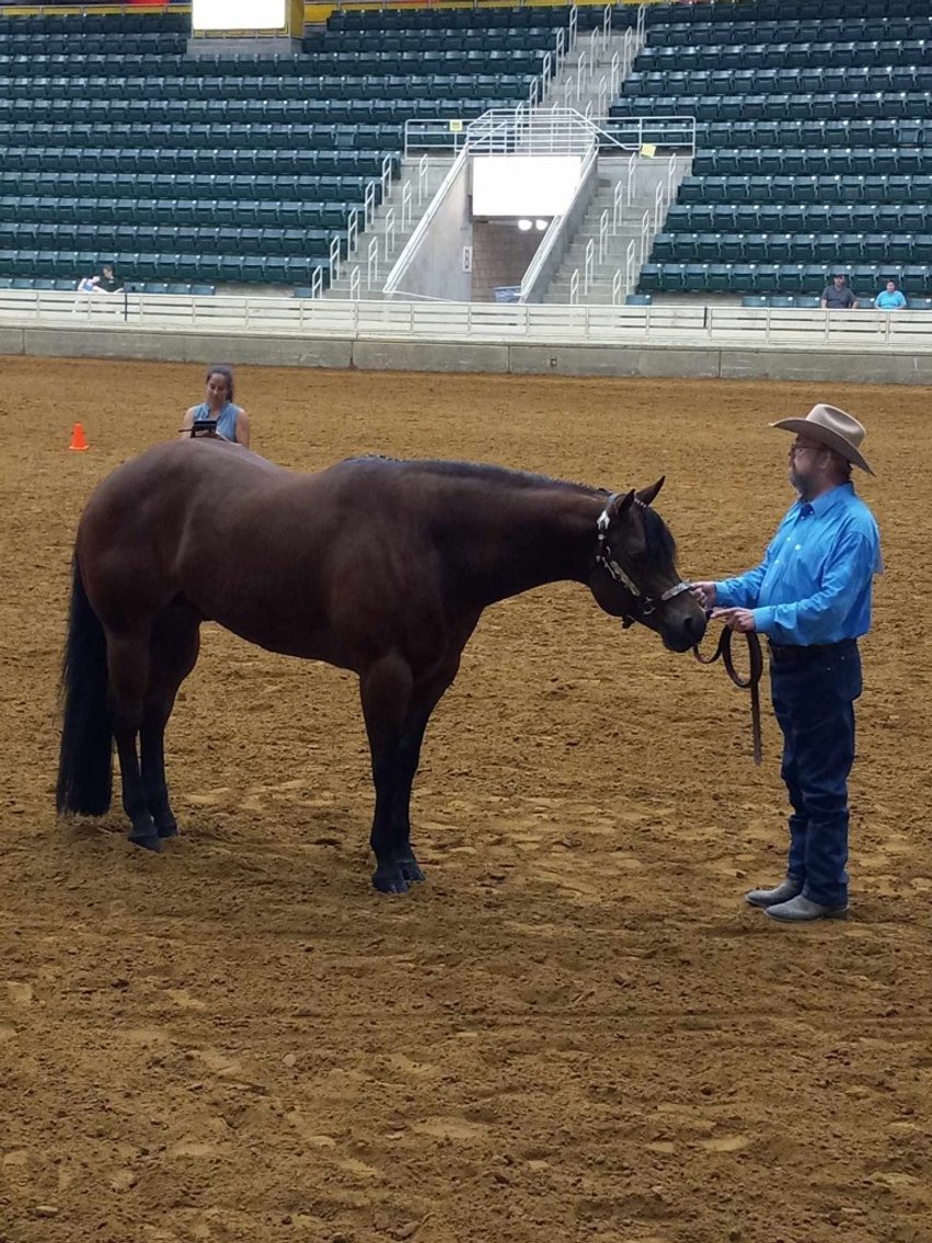 Image for Courtland Tack And Horse Auction Saturday ,April 18 ,2026