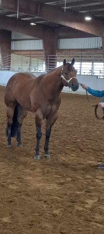 Image for Courtland Tack And Horse Auction Saturday ,April 18 ,2026