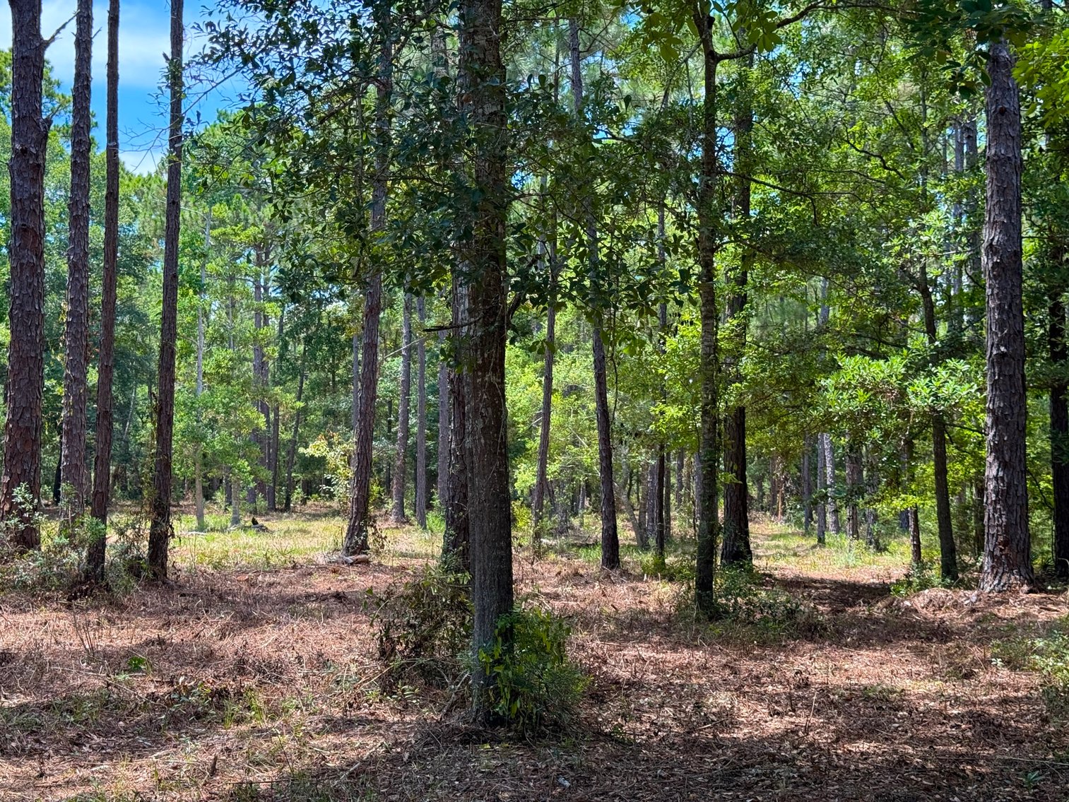 Image for 700 Haddock Rd. - Avalon Blvd.