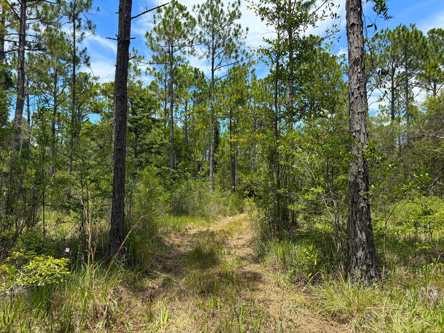 Image for 700 Haddock Rd. - Avalon Blvd.