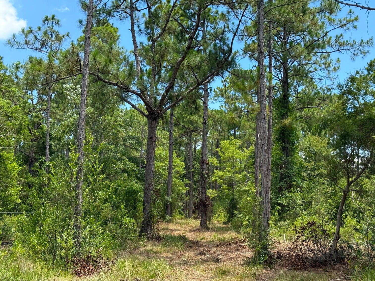 Image for 700 Haddock Rd. - Avalon Blvd.