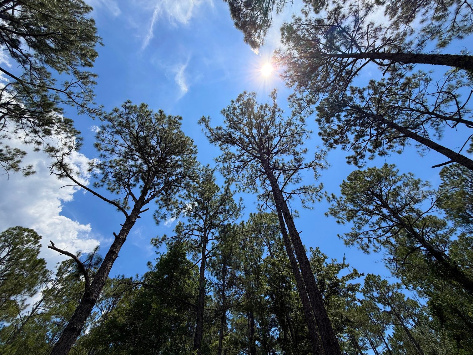 Image for 700 Haddock Rd. - Avalon Blvd.