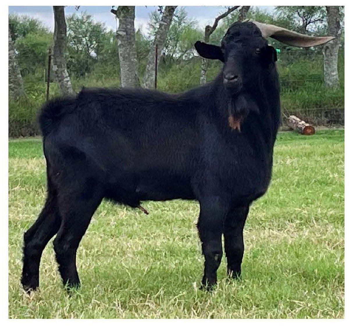 Image for 2024 Spanish Goat Gathering Auction