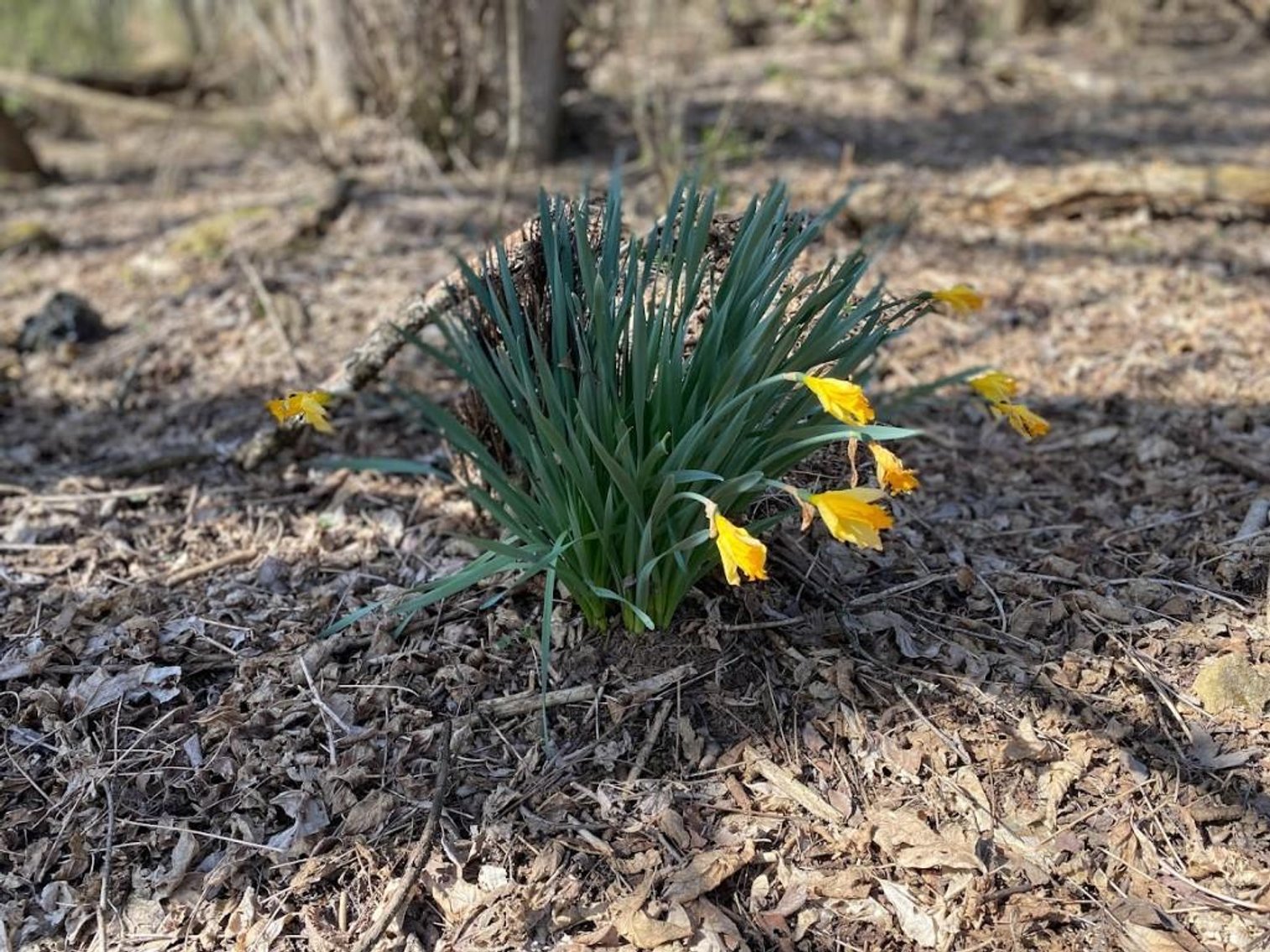 Image for ABSOLUTE ONLINE REAL ESTATE AUCTION