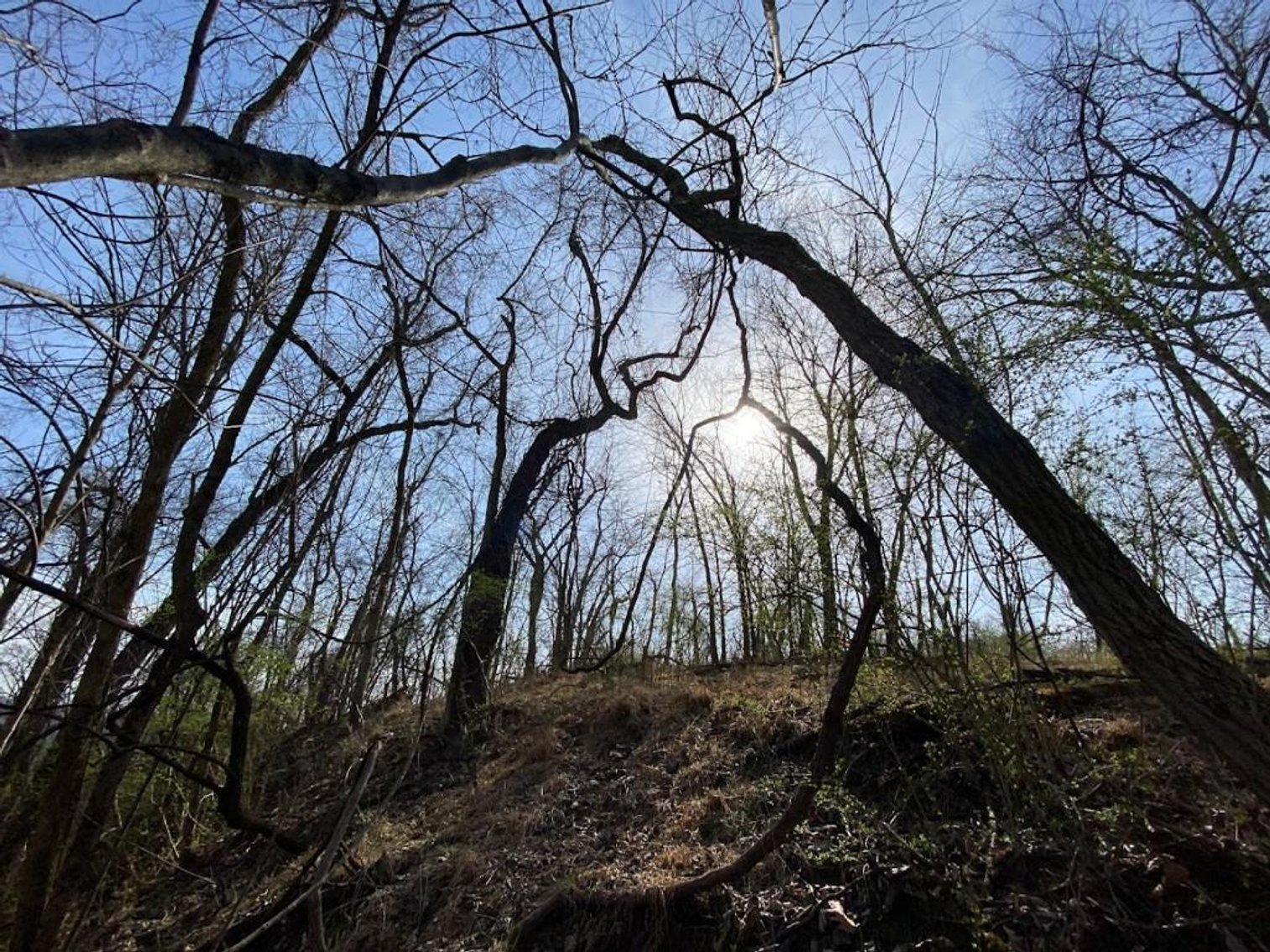 Image for ABSOLUTE ONLINE REAL ESTATE AUCTION