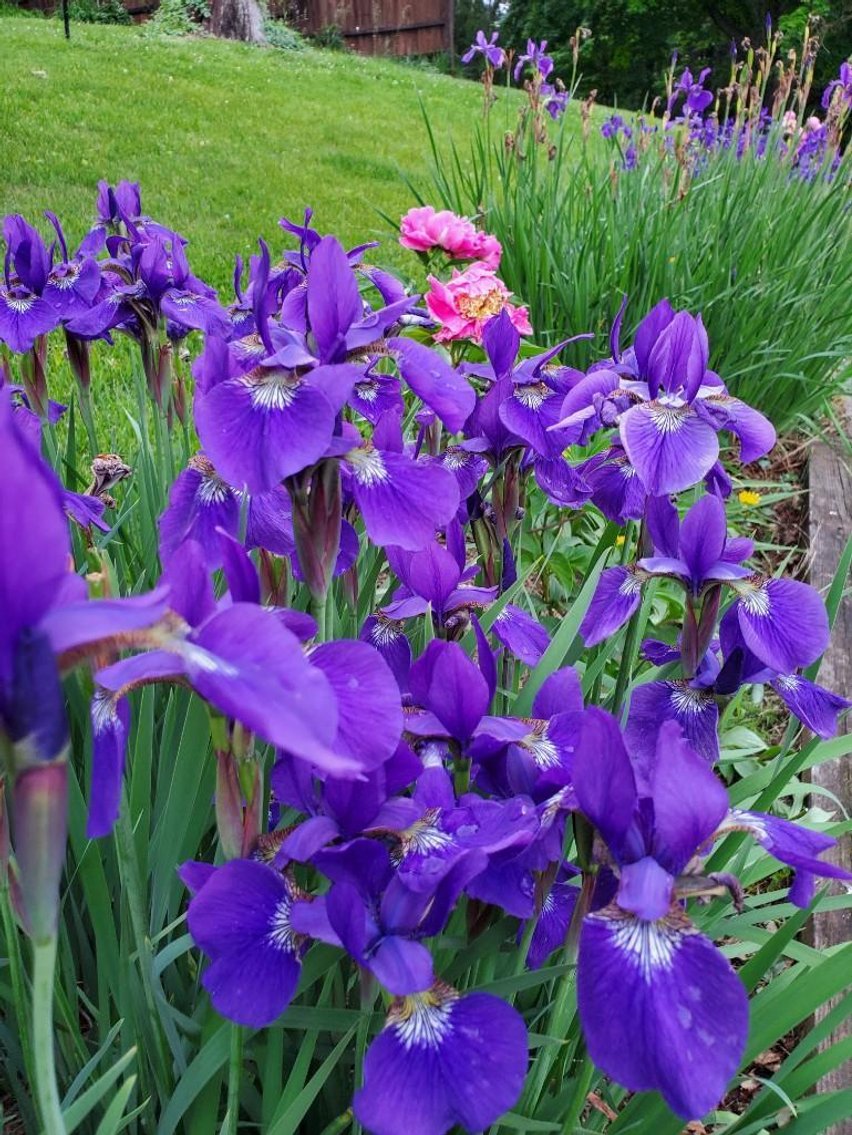 Image for Real Estate Auction ONLINE