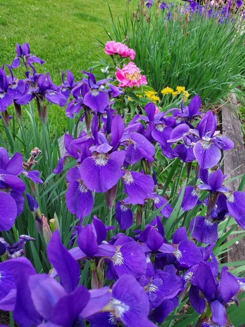 Image for Real Estate Auction ONLINE