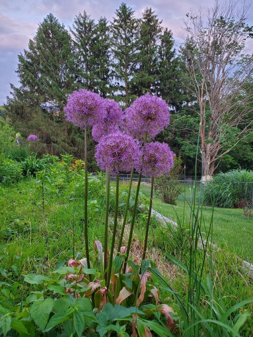 Image for Real Estate Auction ONLINE