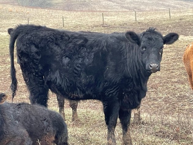 Image for Crick Cattle Auction ONLINE