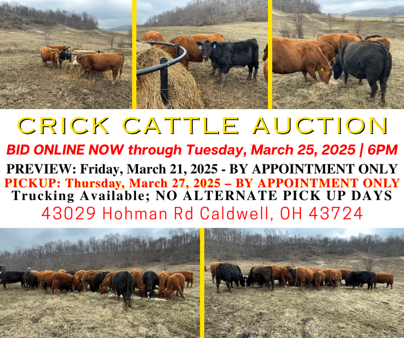 Image for Crick Cattle Auction ONLINE
