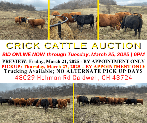 Image for Crick Cattle Auction ONLINE