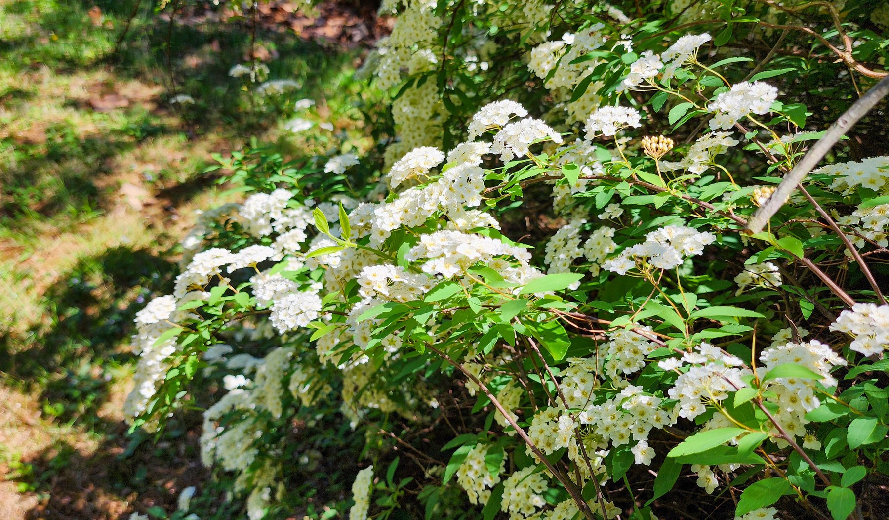 Image for 709 Old Graves Mill Rd