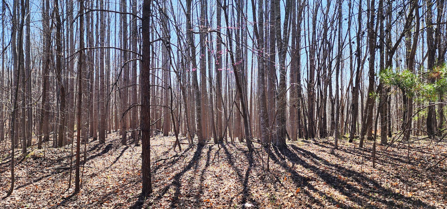 Image for 99 Acres in Henry County, VA