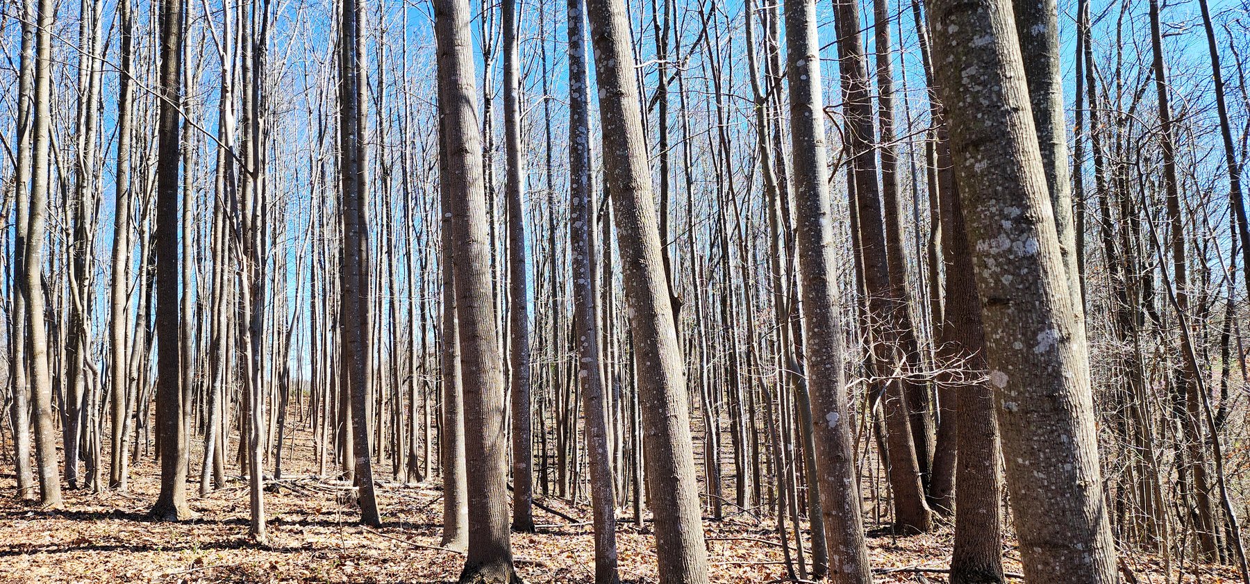 Image for 99 Acres in Henry County, VA