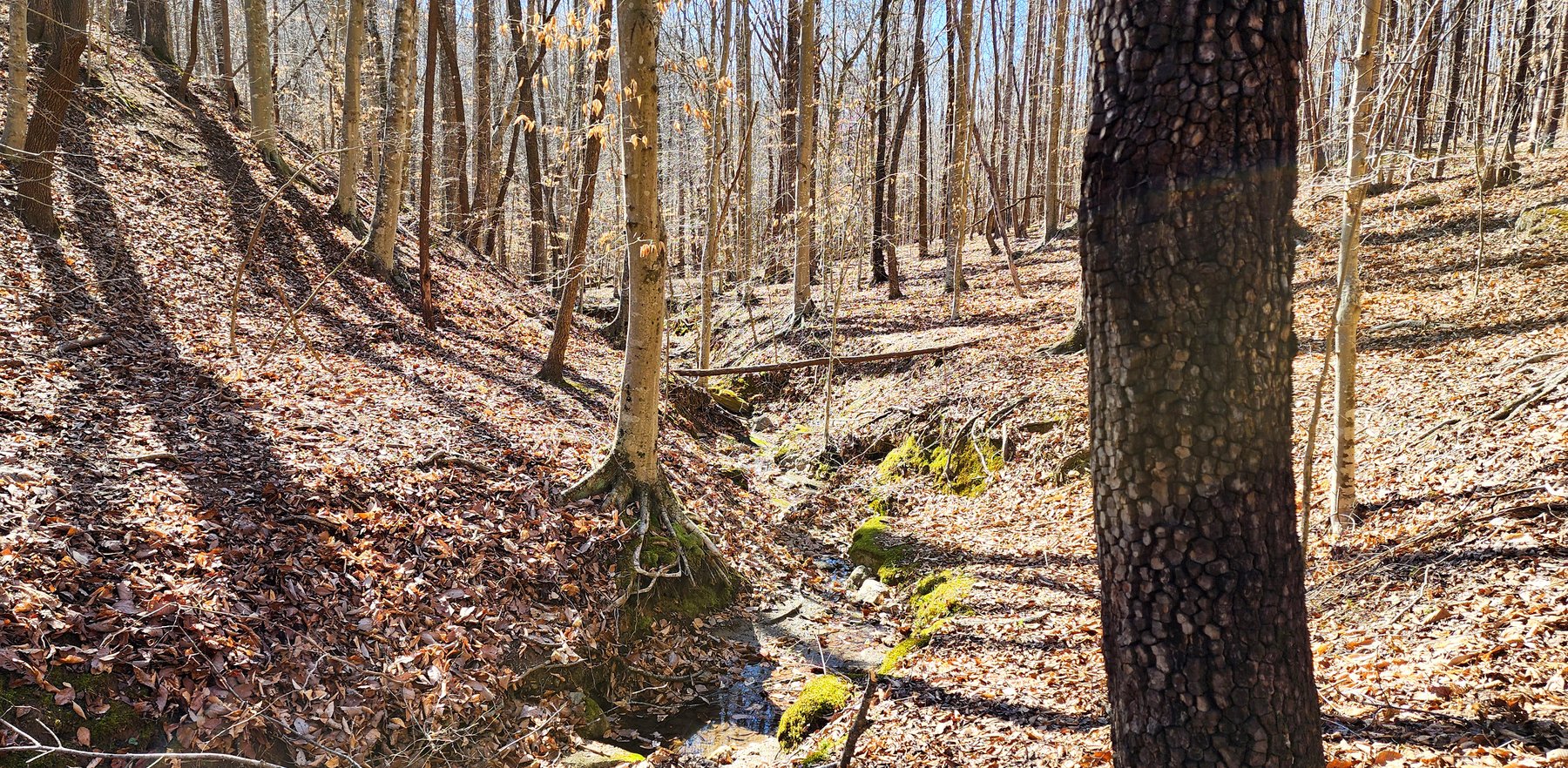 Image for 99 Acres in Henry County, VA