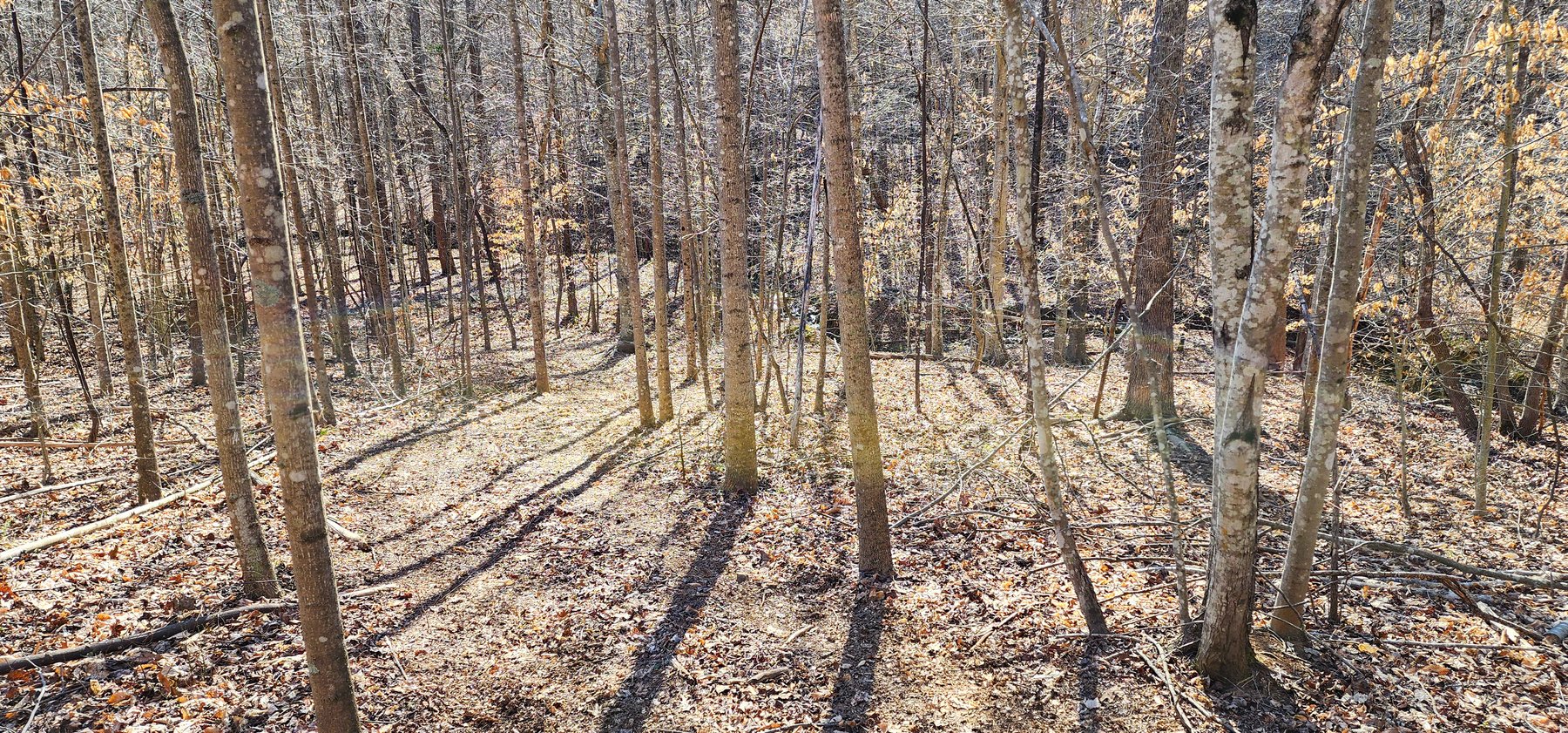 Image for 99 Acres in Henry County, VA
