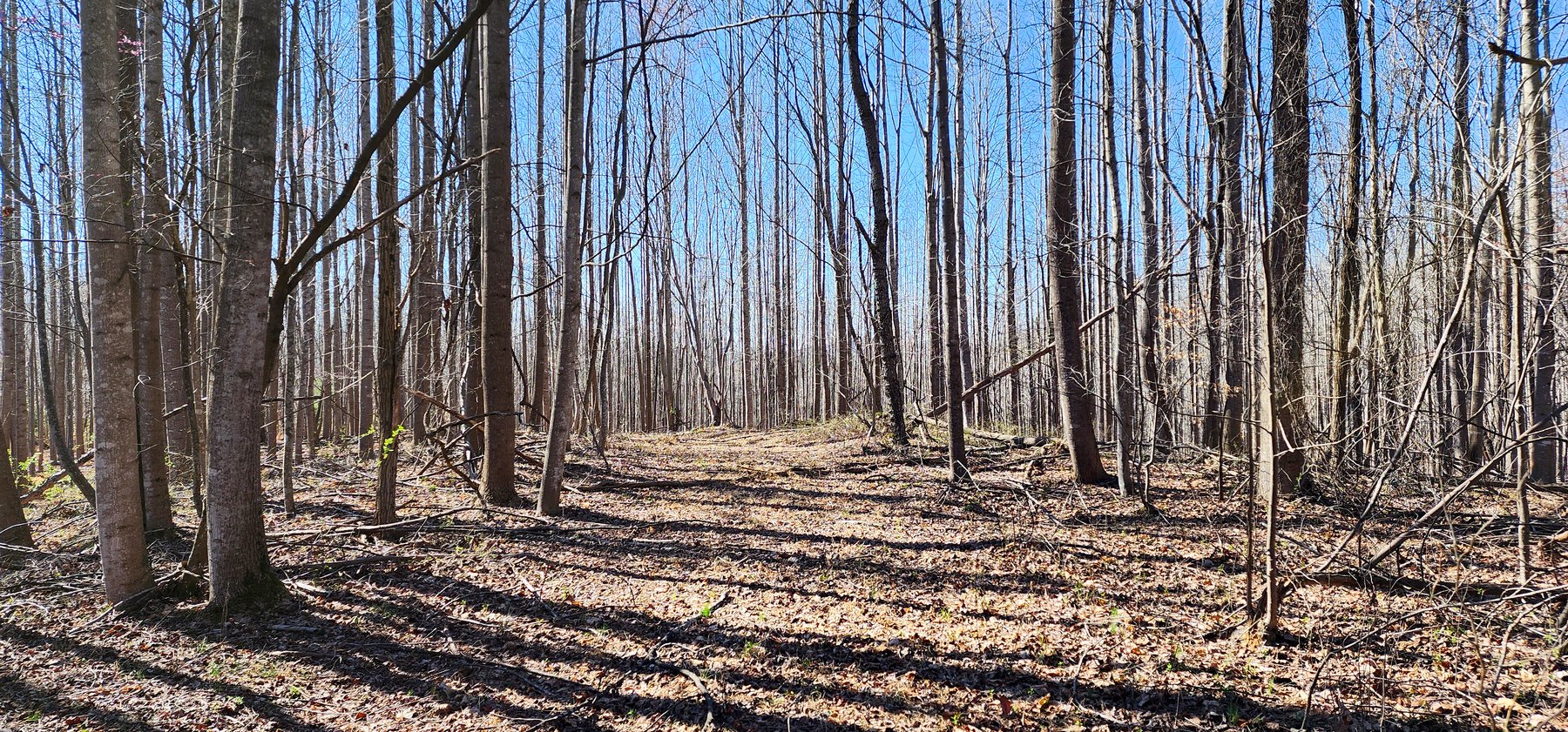 Image for 99 Acres in Henry County, VA