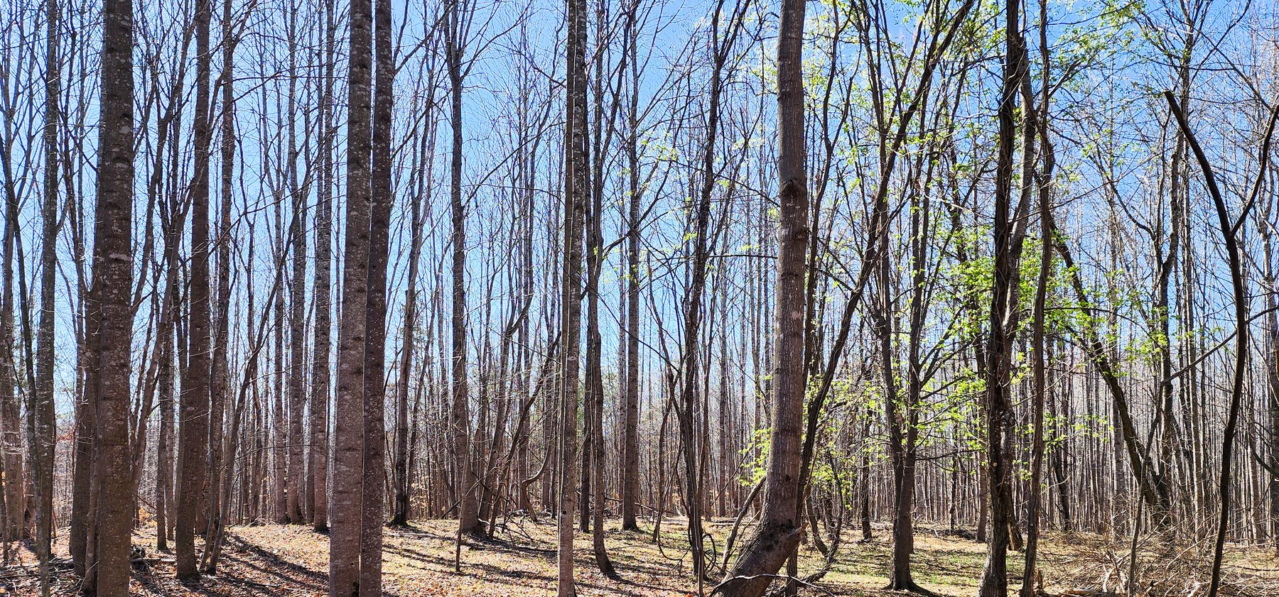 Image for 99 Acres in Henry County, VA