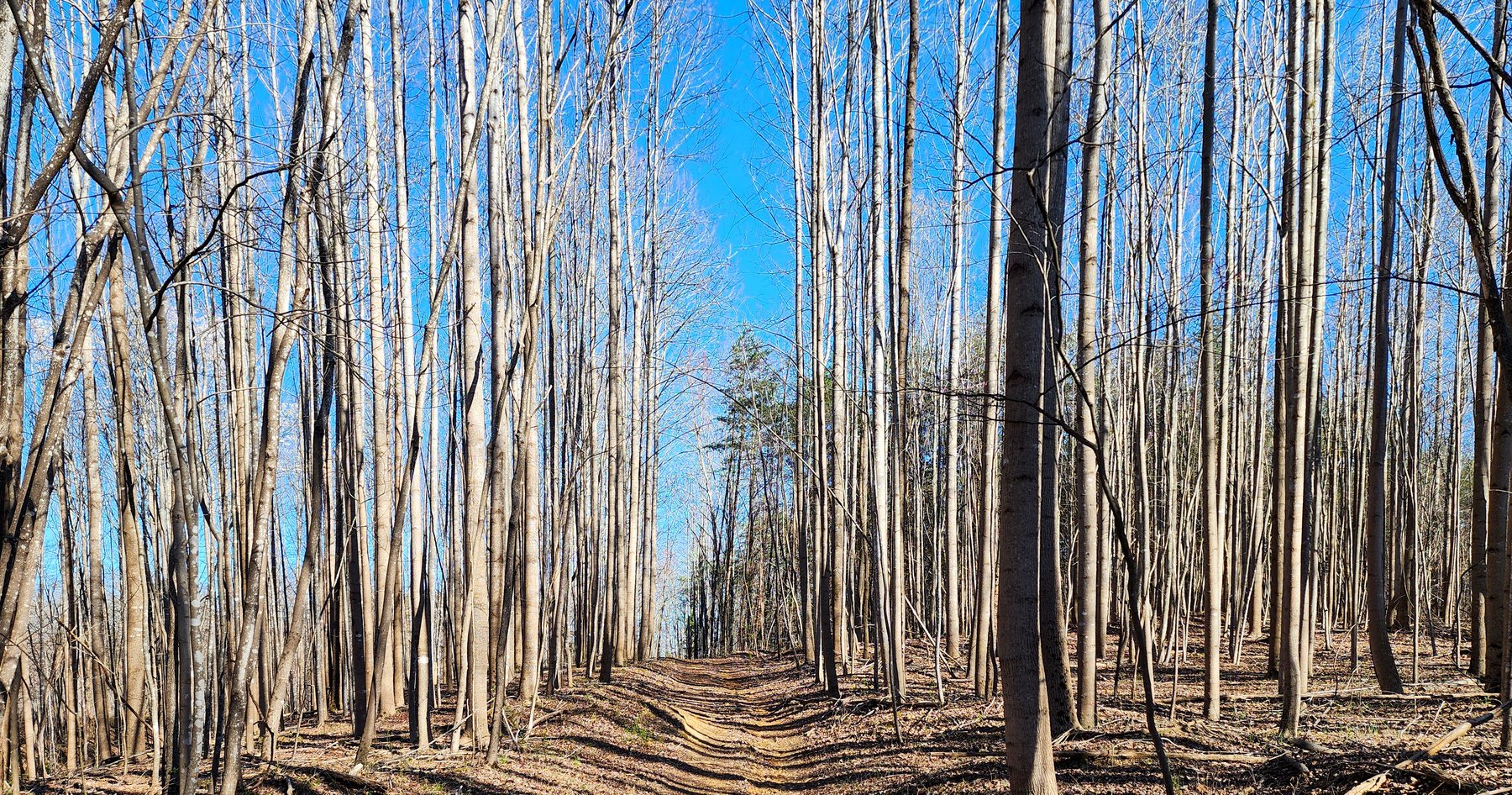 Image for 99 Acres in Henry County, VA