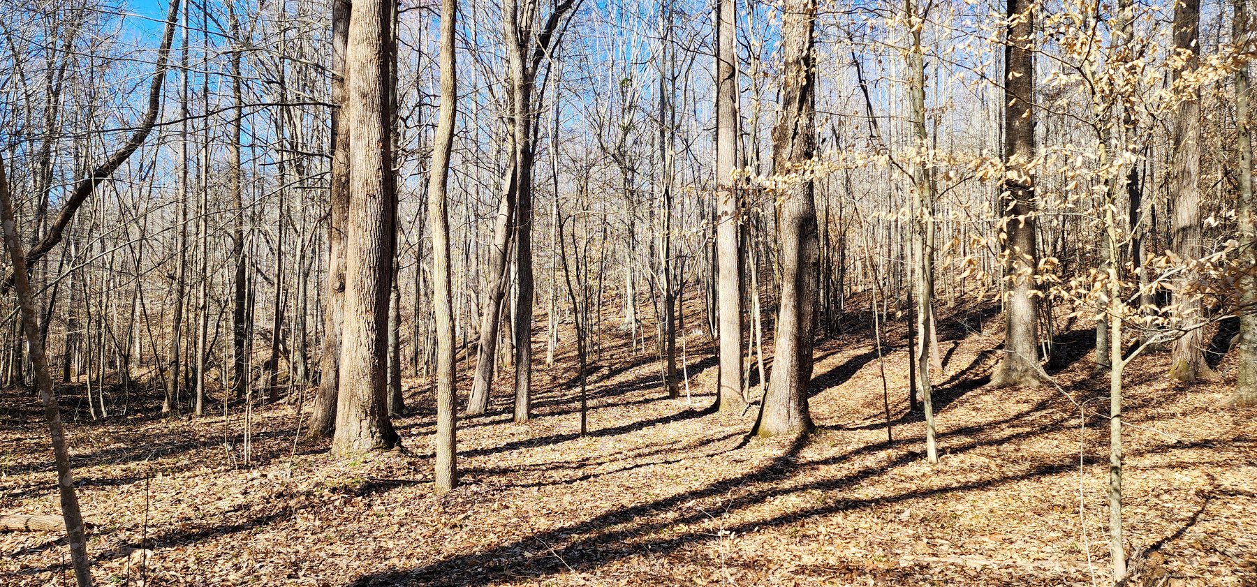 Image for 99 Acres in Henry County, VA