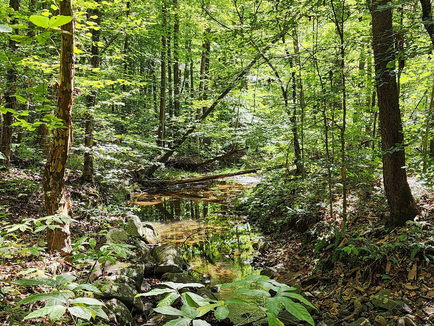 Image for 187 Acre Farm & Timberland