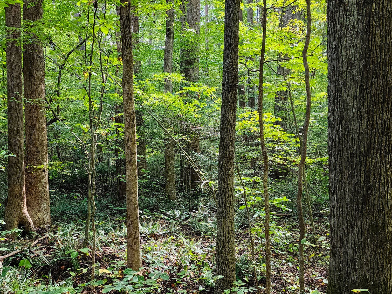 Image for 187 Acre Farm & Timberland