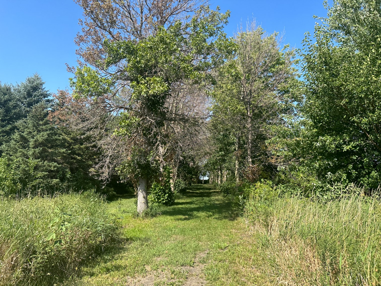 Image for 2488 Needham Ave., Sac City!