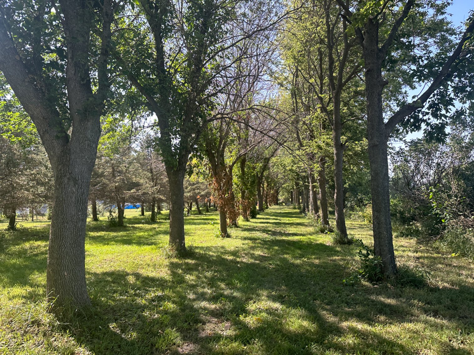 Image for 2488 Needham Ave., Sac City!