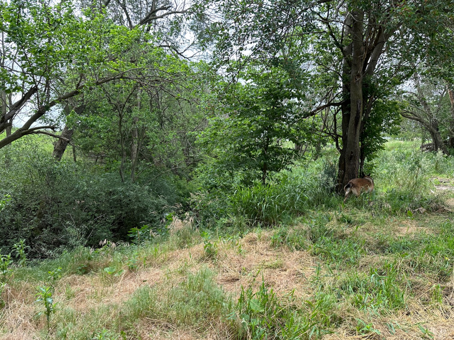 Image for Peterson, IA Acreage For Sale!