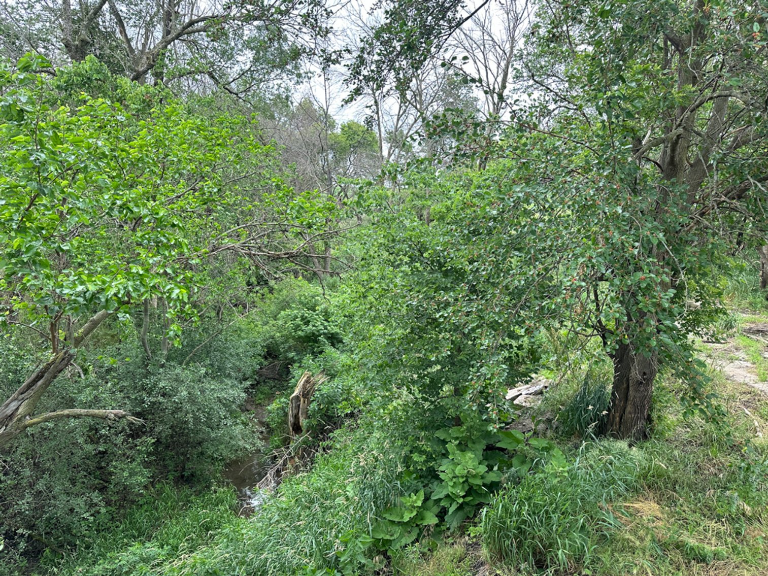 Image for Peterson, IA Acreage For Sale!