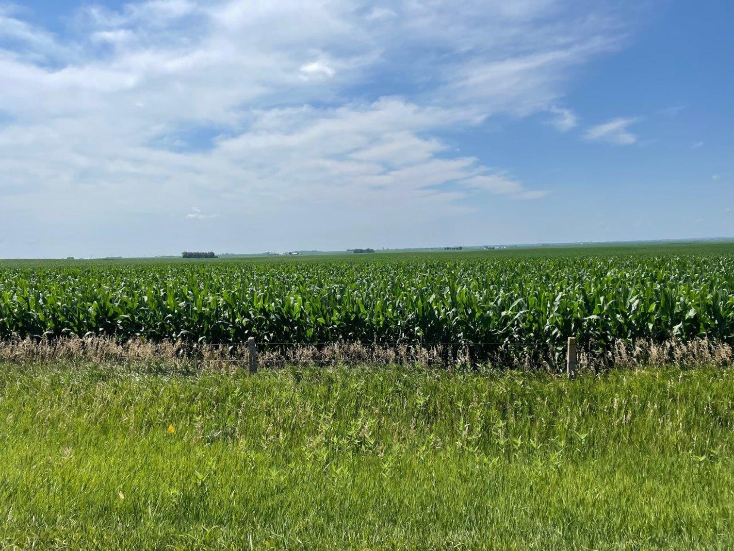 Image for Calhoun County Farmland Auction!