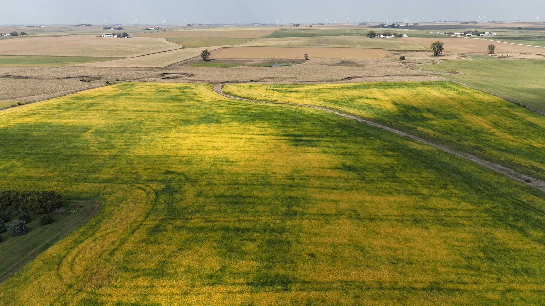 Image for Sac County, IA Farmland Auction!