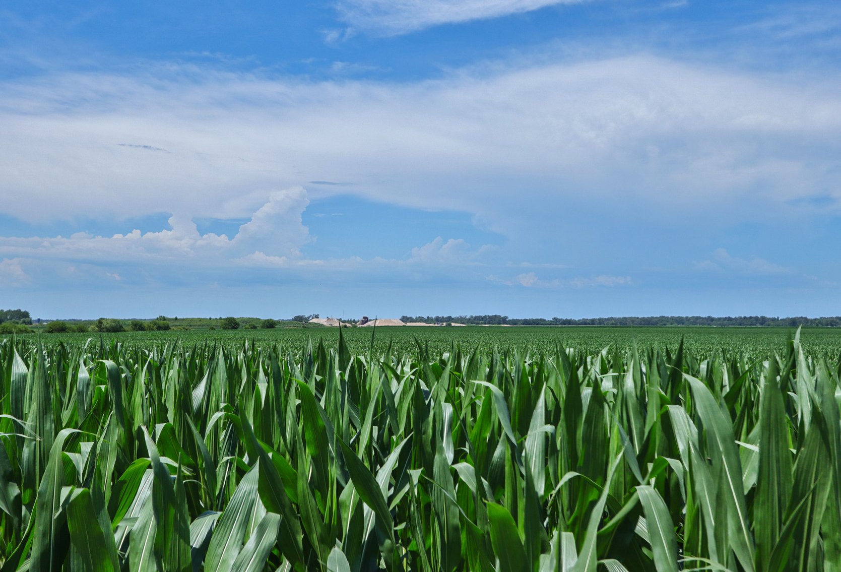 Image for Conrad & Theresa Wildhagen Estate Land Auction - Sarpy County, NE 78.83 Acres